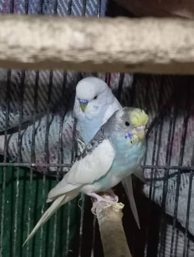 Australian parrot 5 pairs available