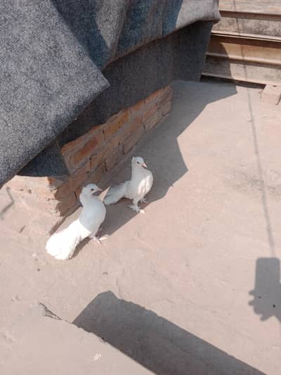 1 pair & single dove