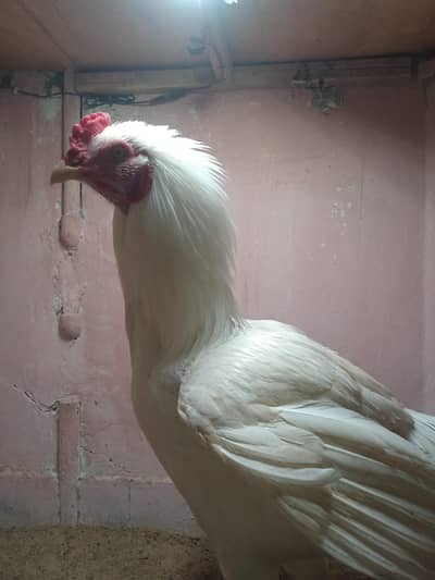 Pure White Aseel Type Long Neck Murga- Health & Active | Breading Pair