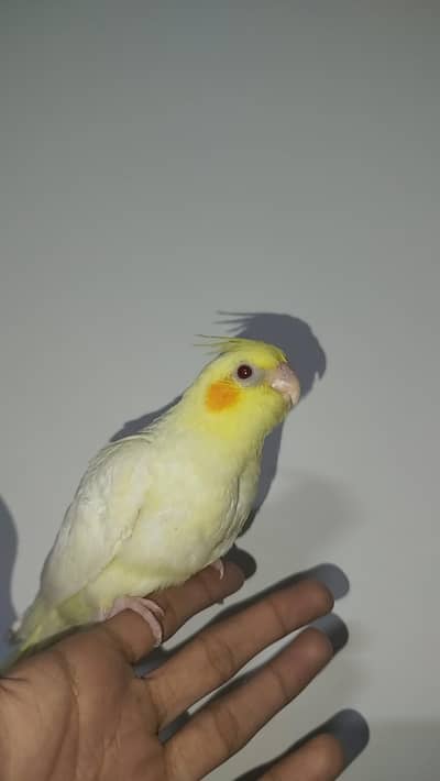 Quality Handtamed Cocktail For Sale Common White Cocktail