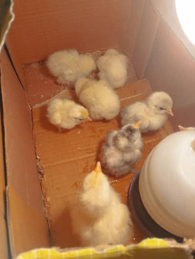 Bantam chicks