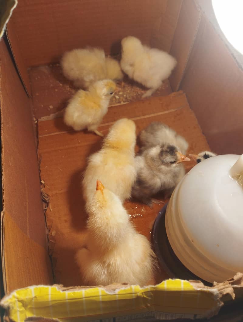 Bantam chicks 2