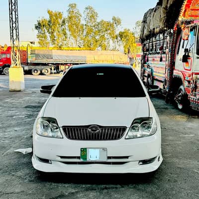 Cht dagi bnt original