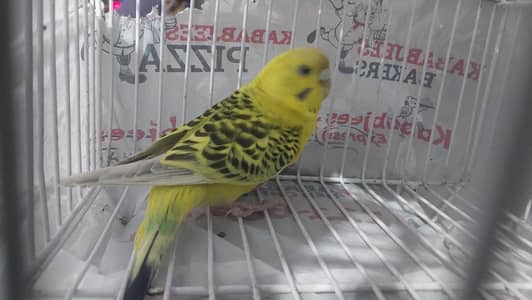 Exhibition Patha Male / Exhibition Hogo Working pair