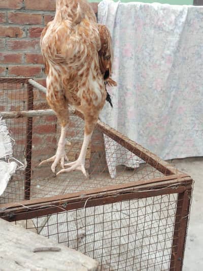 watsapp 03/29/46/64/5/32