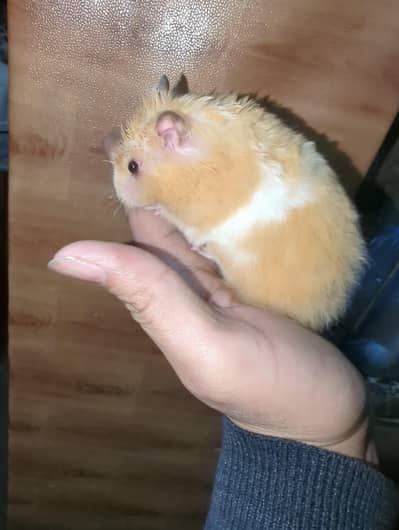 Hamster Triple Coat Available