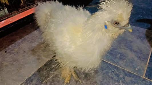 4 silkie hens for Sale . . 10000 for 4 all hens