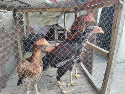 Aseel birds are available