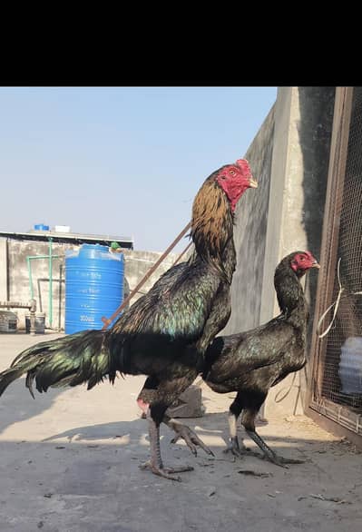 shamox thai chicks / chuza