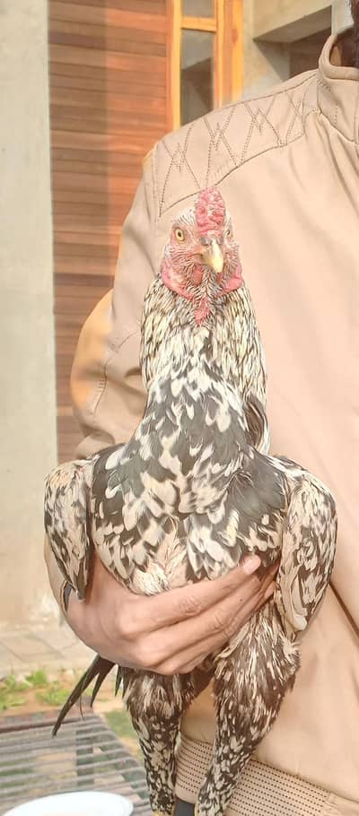 Aseel Pair Cheena coco color