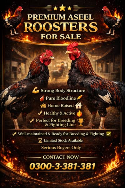 Home-Bred Aseel Mianwali (Male) for Sale