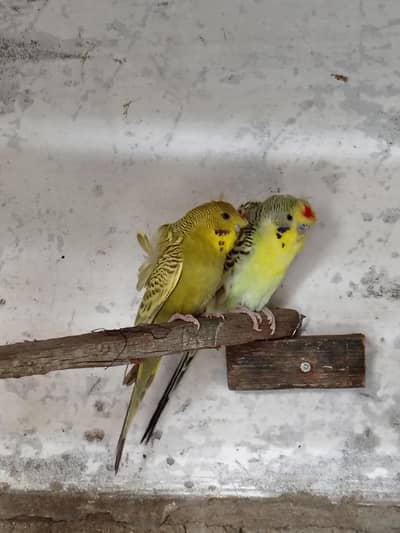 Hango Rongo Double Flowers pairs