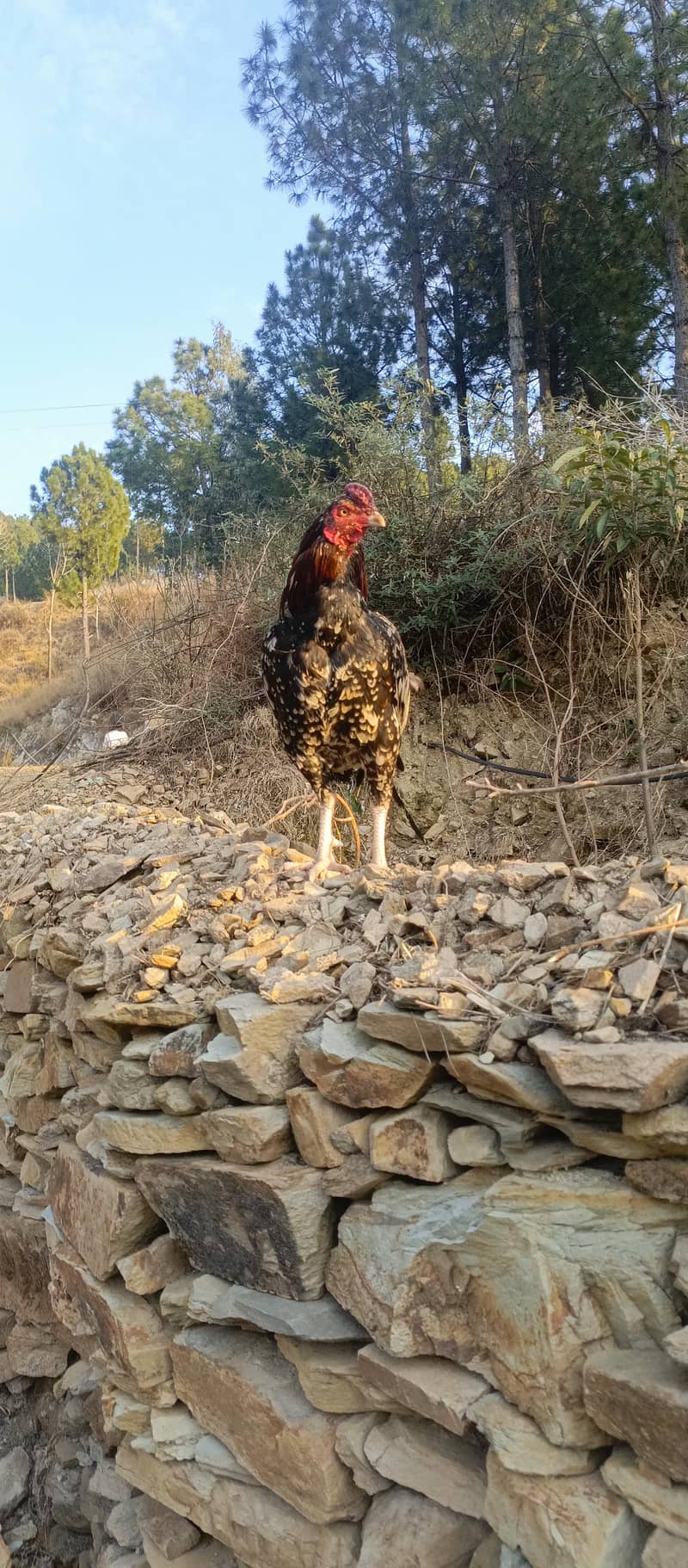 اسییل  میاولی 0