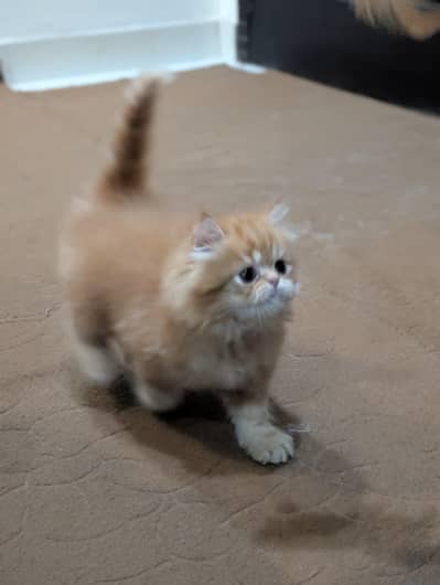 Triple Coated Persian Kittens