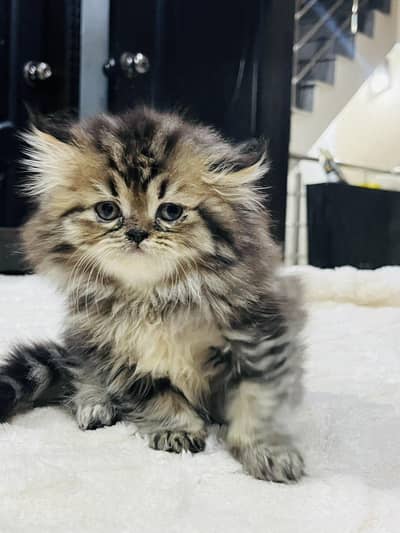 Triple Coated Persian Kittens