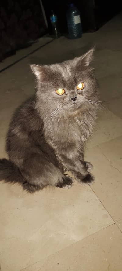 Grey persian male for sale