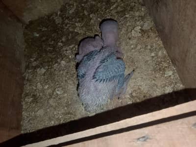 Raw chick and ringneck chick