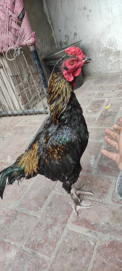 Thai +barmi cross hight normal