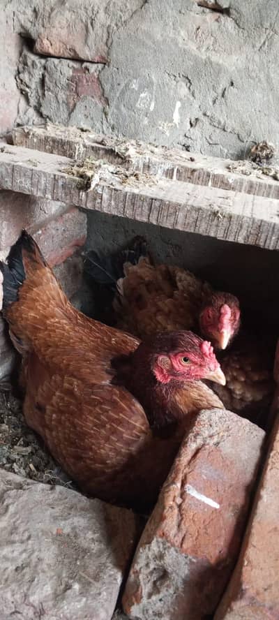 aseel murga aseel murgi crack murgi