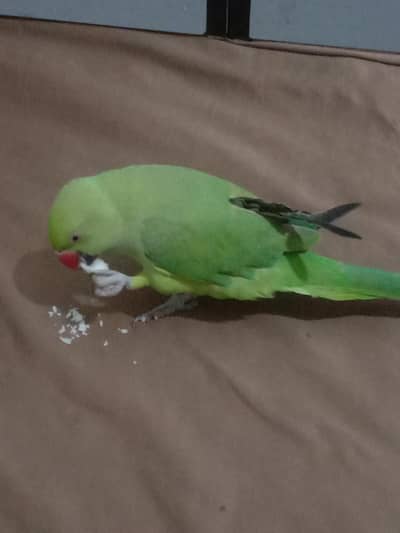 hat per. b bethta ha . 03=16=27=80=1=54