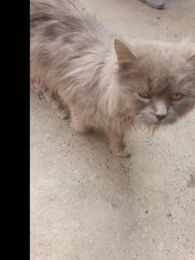 Beautiful Grey Persian Cat for Sale