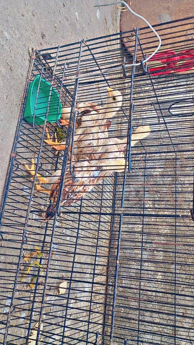 miawali aseel chicks