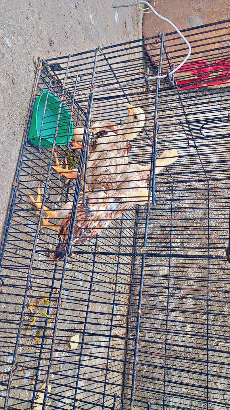 miawali aseel chicks 0