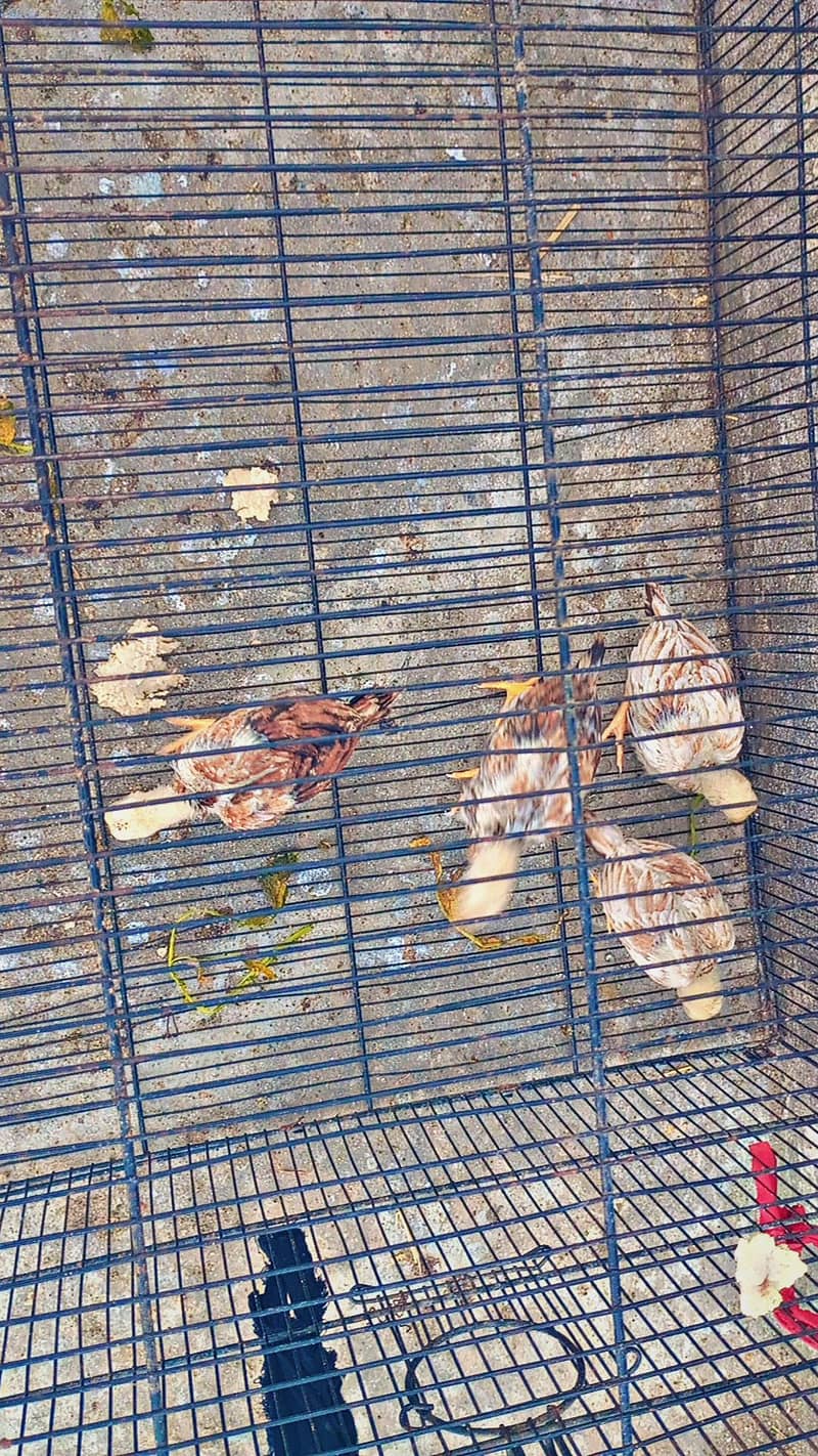 miawali aseel chicks 2