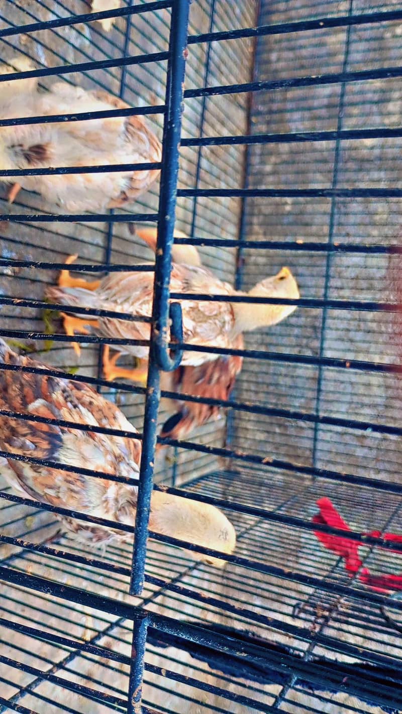 miawali aseel chicks 3