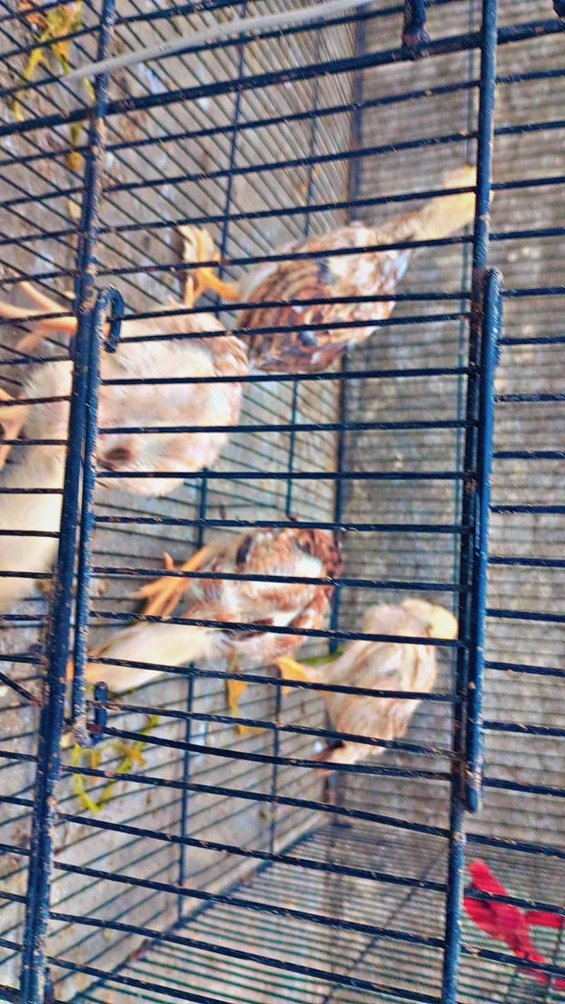 miawali aseel chicks 4