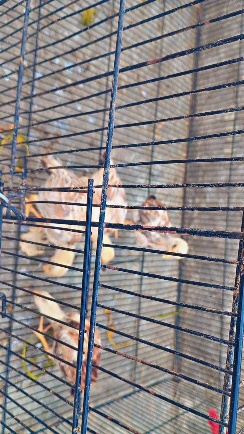 miawali aseel chicks 5