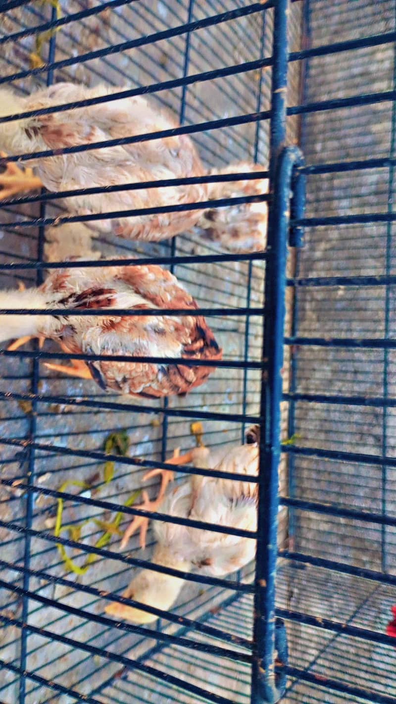 miawali aseel chicks 6