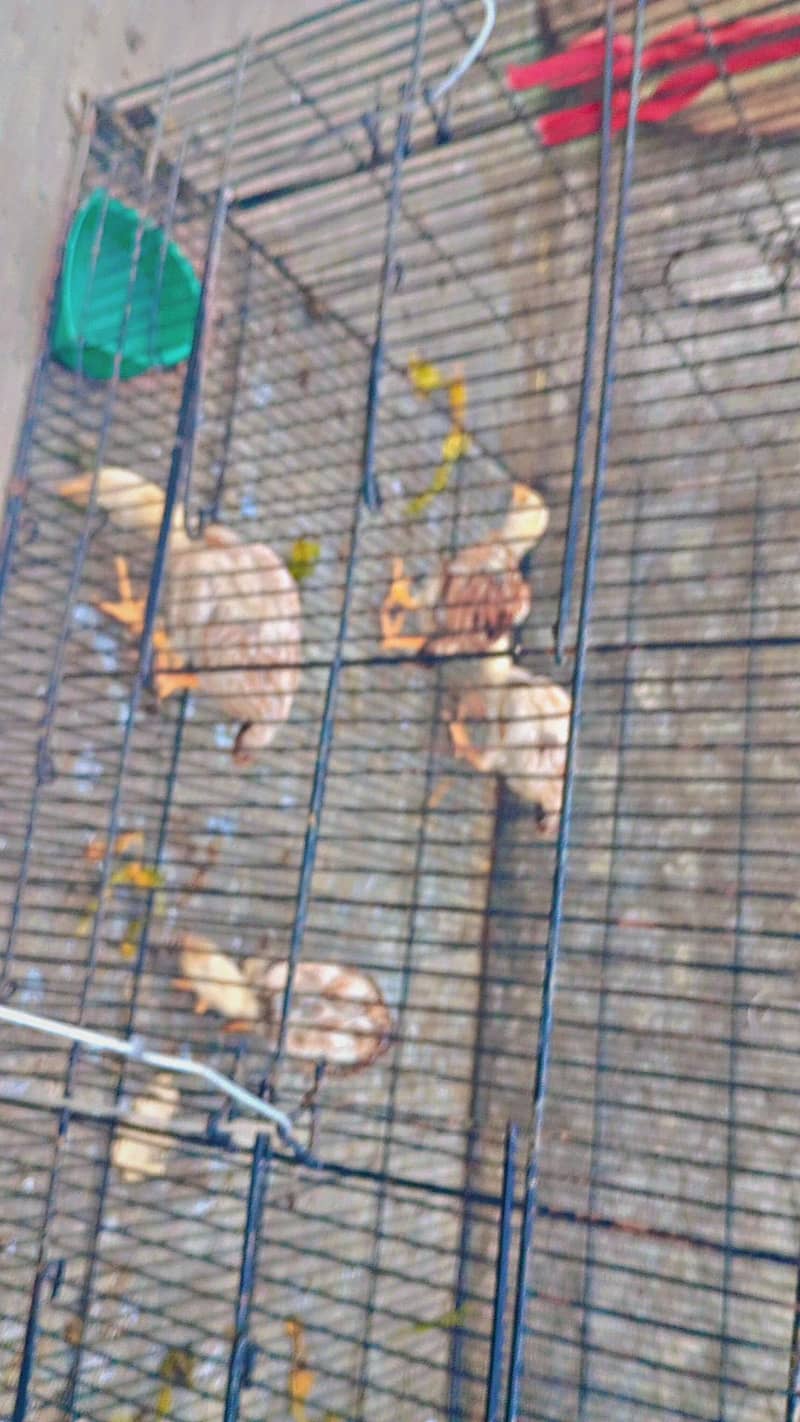 miawali aseel chicks 7