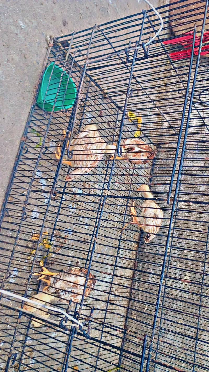 miawali aseel chicks 9