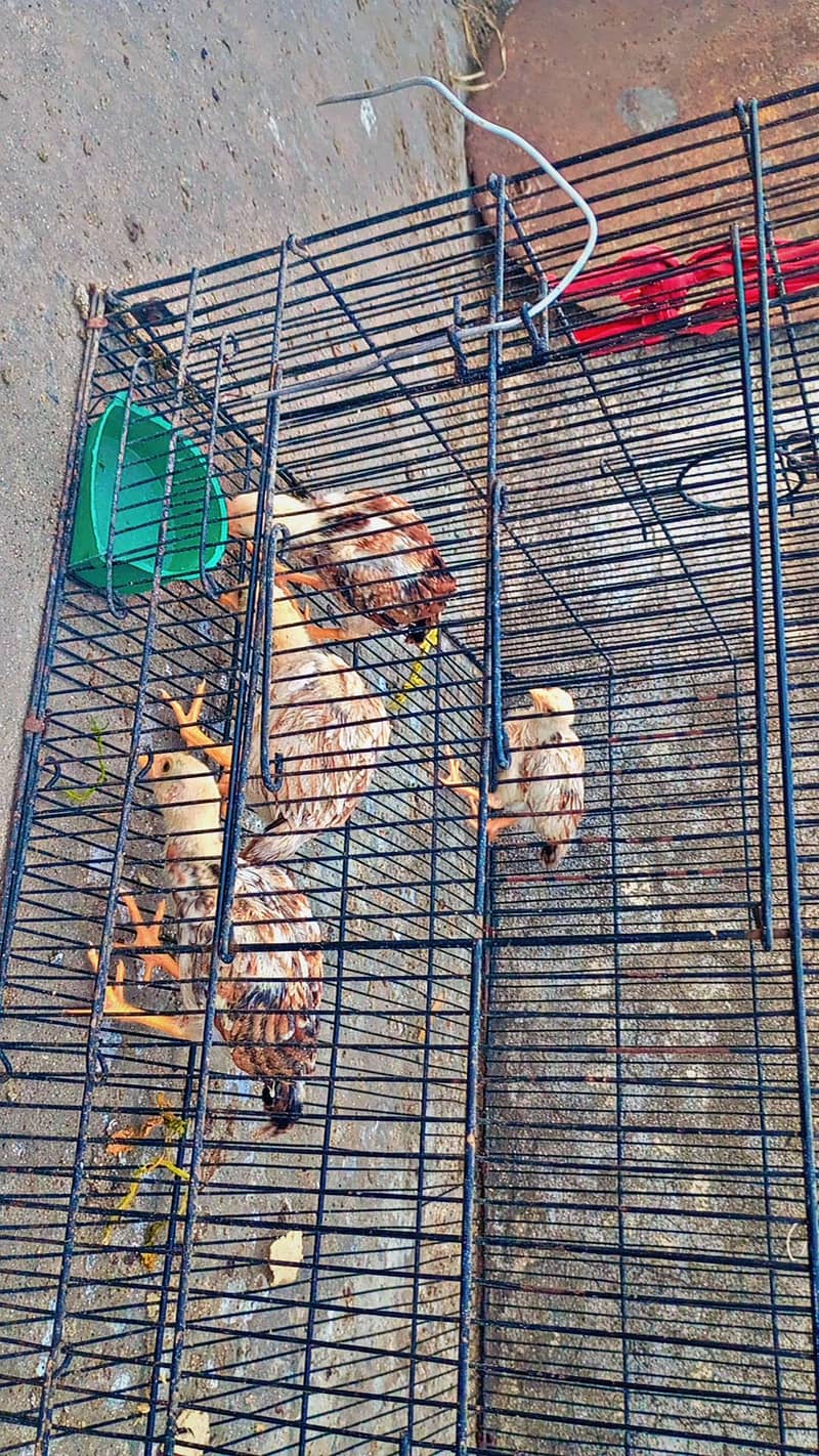 miawali aseel chicks 10