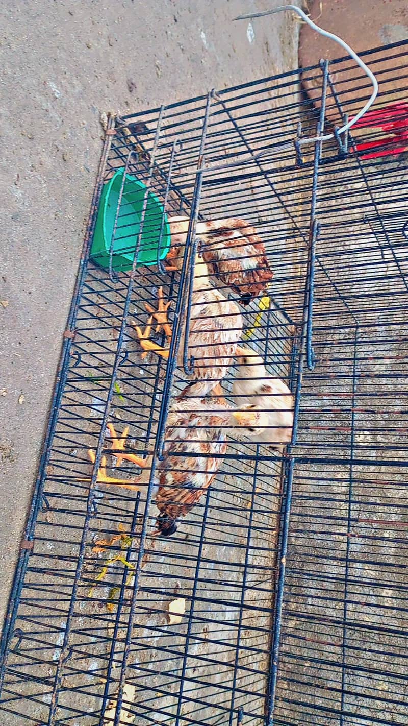 miawali aseel chicks 11