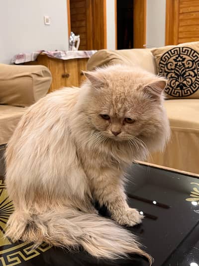 Triple coated punch face