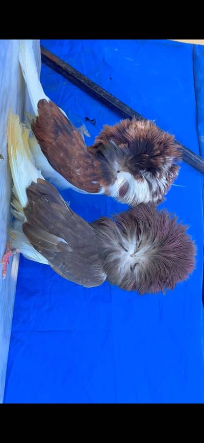 jacobin top quality confirm breeder pair