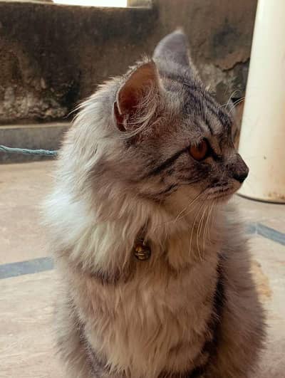 Persian triple coat