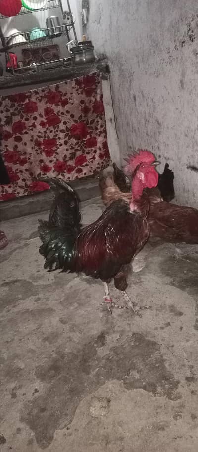 desi healthy and active video available