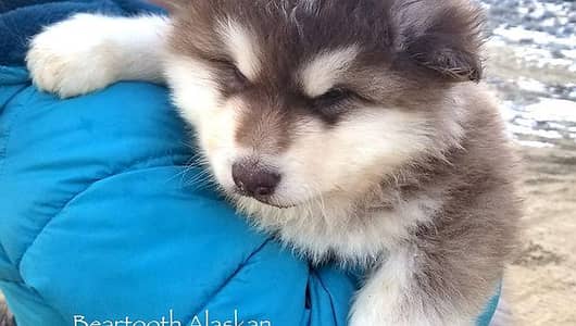 Alaskan malamute husky male puppy A+ Quality