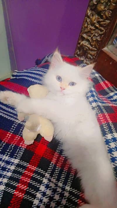 White Persian Kitten