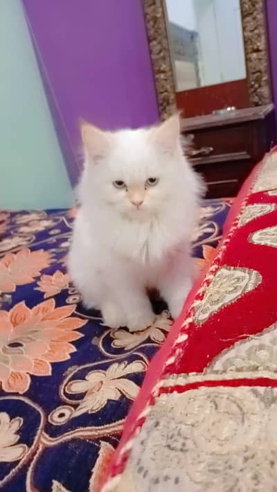 White Persian Kitten (Doll Face) Tripple Coated