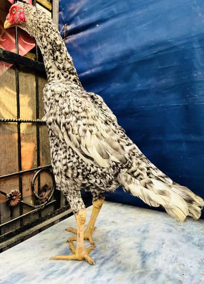 high quality shamo female