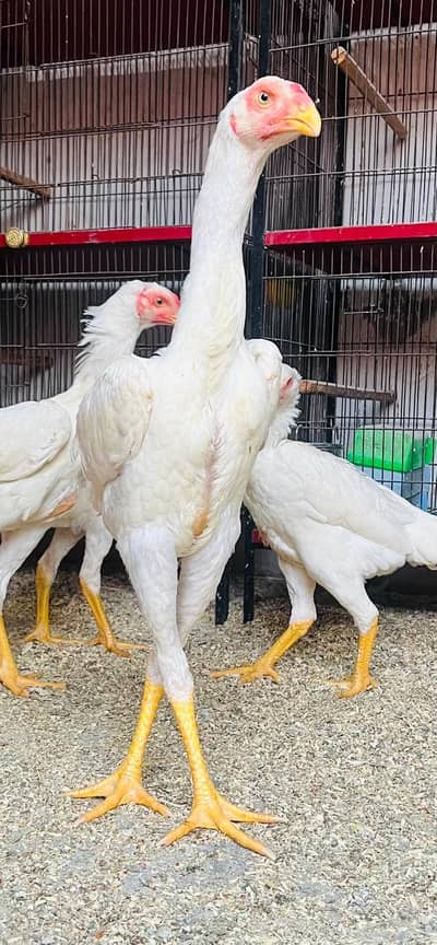 white shamo for sale contact  number  03134098566