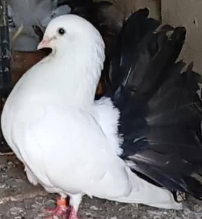 black tail laky gurantted breeder pair