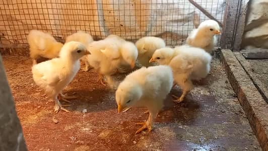 White Heavy Buff Chicks and Eggs 03204143422