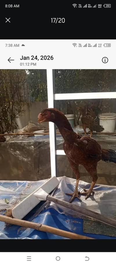 parrot beak female chiks Turkish dragon shamo