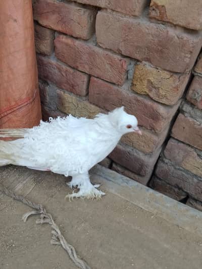 frill back A+ quality female for sale. . exchange possible with frilmale