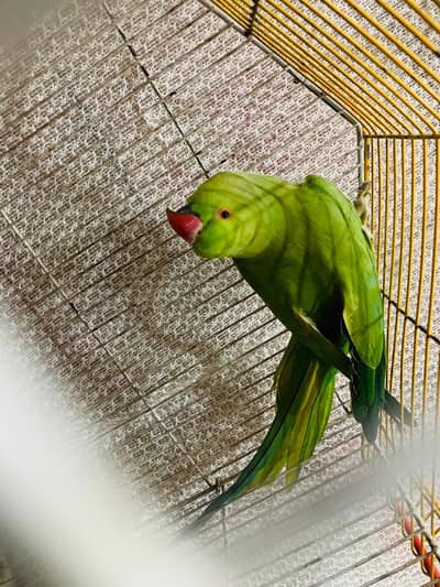 ringneck female breeder